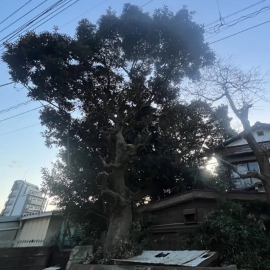 ビフォー9